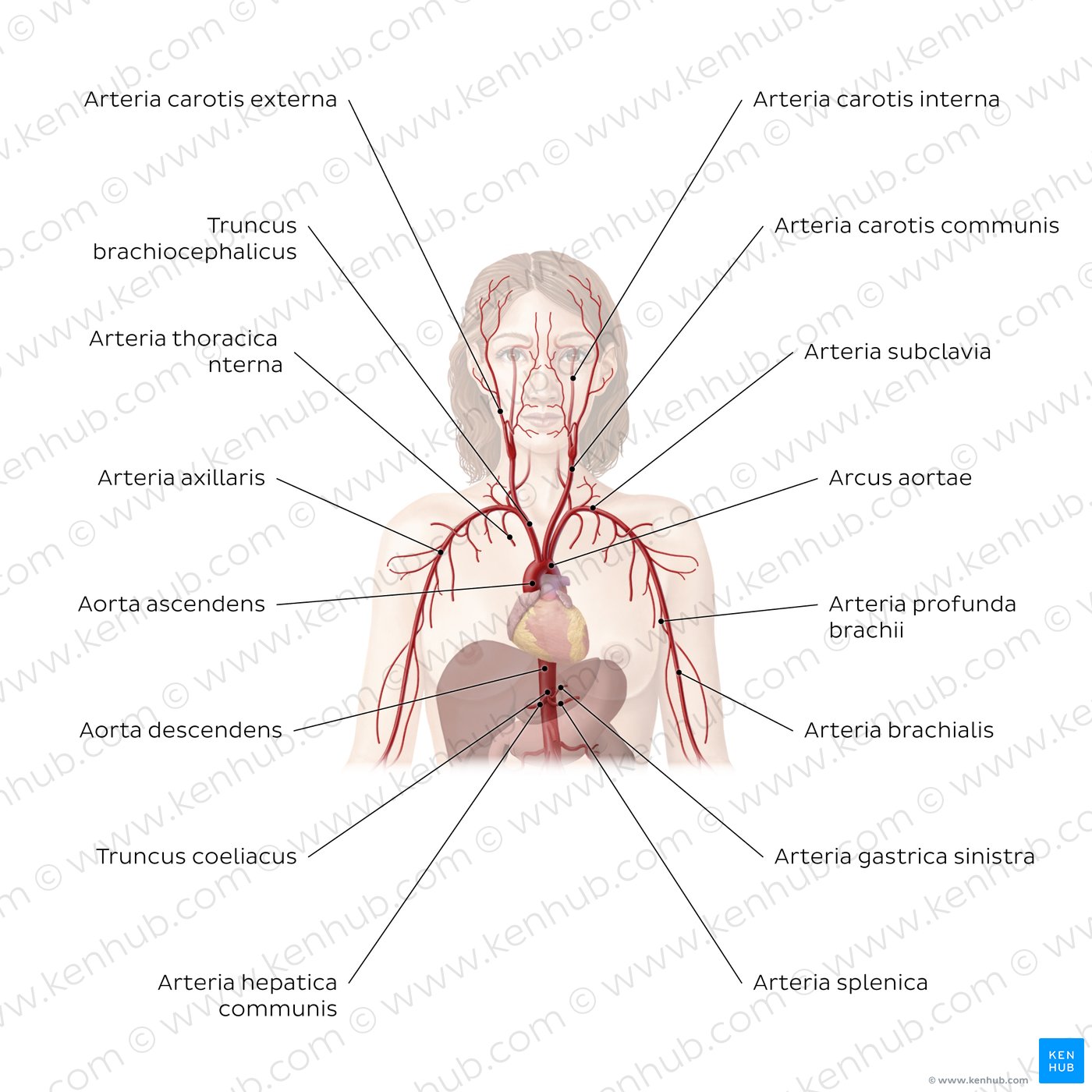 Arterien der oberen Rumpfes