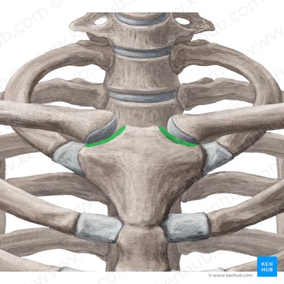 Incisura clavicular del manubrio del esternón (Incisura clavicularis manubrii sterni); Imagen: Yousun Koh