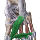 Musculus adductor hallucis