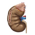 Renal cortex