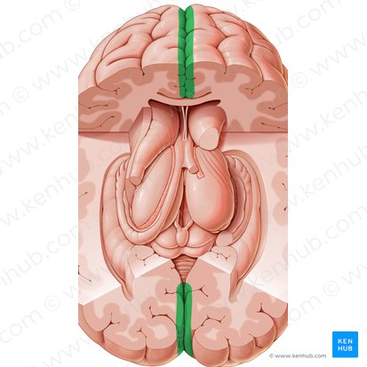 Fisura longitudinal cerebral (Fissura longitudinalis cerebri); Imagen: Paul Kim