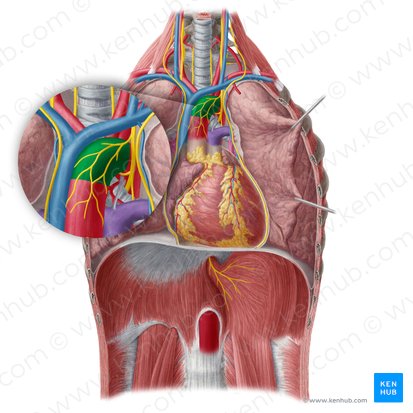 Aortic arch (Arcus aortae); Image: Yousun Koh