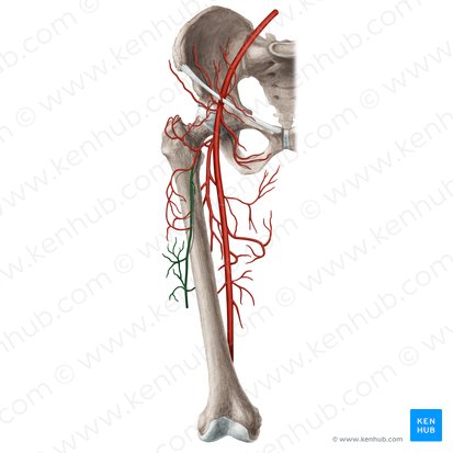 Rama descendente de la arteria circunfleja femoral lateral (Ramus descendens arteriae circumflexae lateralis femoris); Imagen: Rebecca Betts