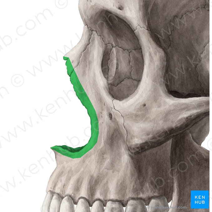 Anterior nasal aperture (Apertura piriformis); Image: Yousun Koh