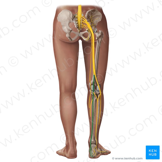 Nervo tibial (Nervus tibialis); Imagem: Irina Münstermann