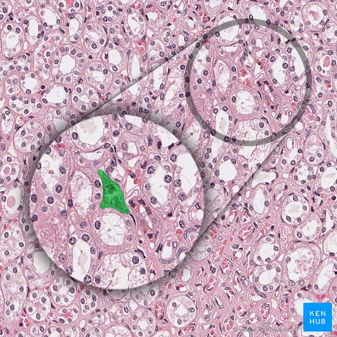 Vasa recta of kidney (Arteriola recta renis); Image: 