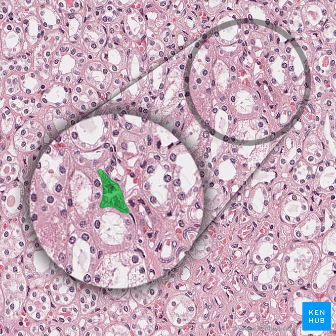 Arteriola recta renis (Gerade Arteriole der Niere); Bild: 