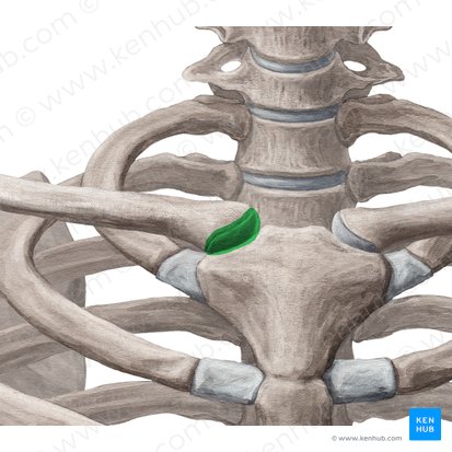 Articulación esternoclavicular (Articulatio sternoclavicularis); Imagen: Yousun Koh