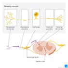 General senses