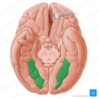 Medial occipitotemporal gyrus (Gyrus occipitotemporalis medialis); Image: Paul Kim