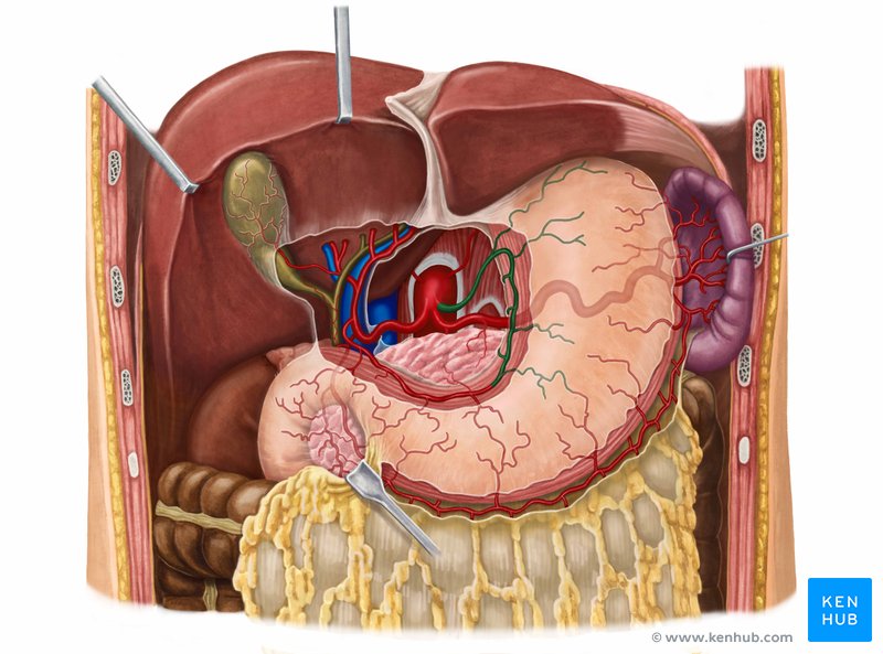 Left gastric artery (Arteria gastrica sinistra)