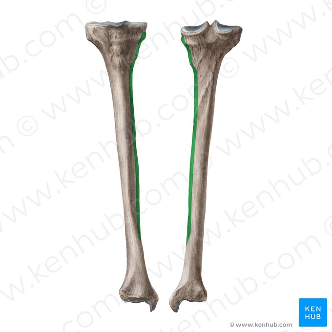 Borda medial da tíbia (Margo medialis tibiae); Imagem: Liene Znotina