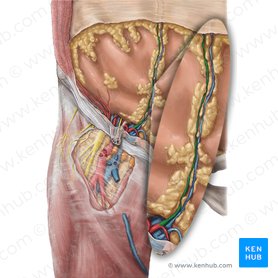 Inferior epigastric artery (Arteria epigastrica inferior); Image: Hannah Ely
