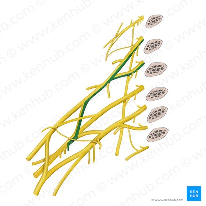 Nervio subescapular superior (Nervus subscapularis superior); Imagen: Begoña Rodriguez