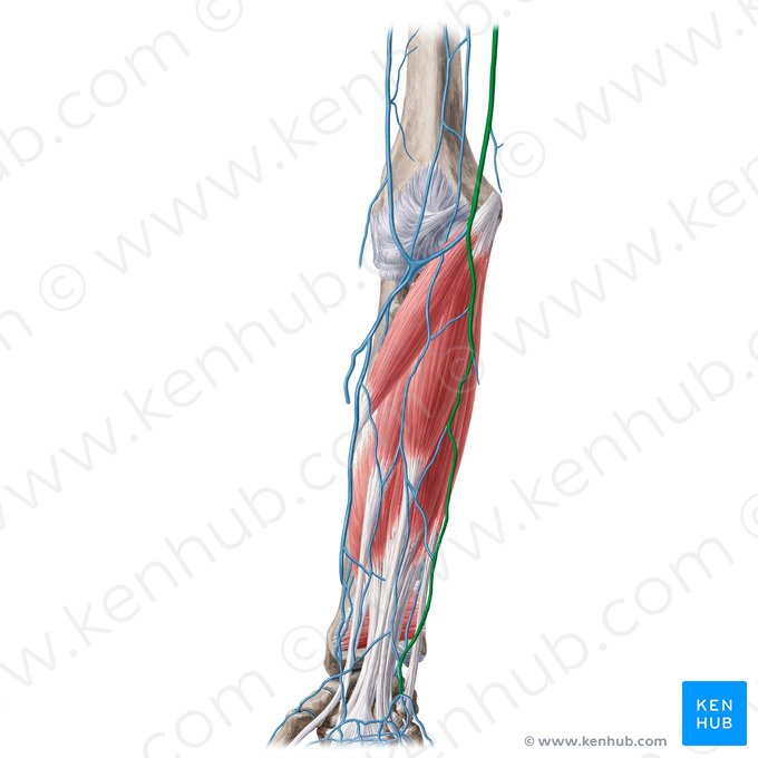 Basilic vein (Vena basilica); Image: Yousun Koh