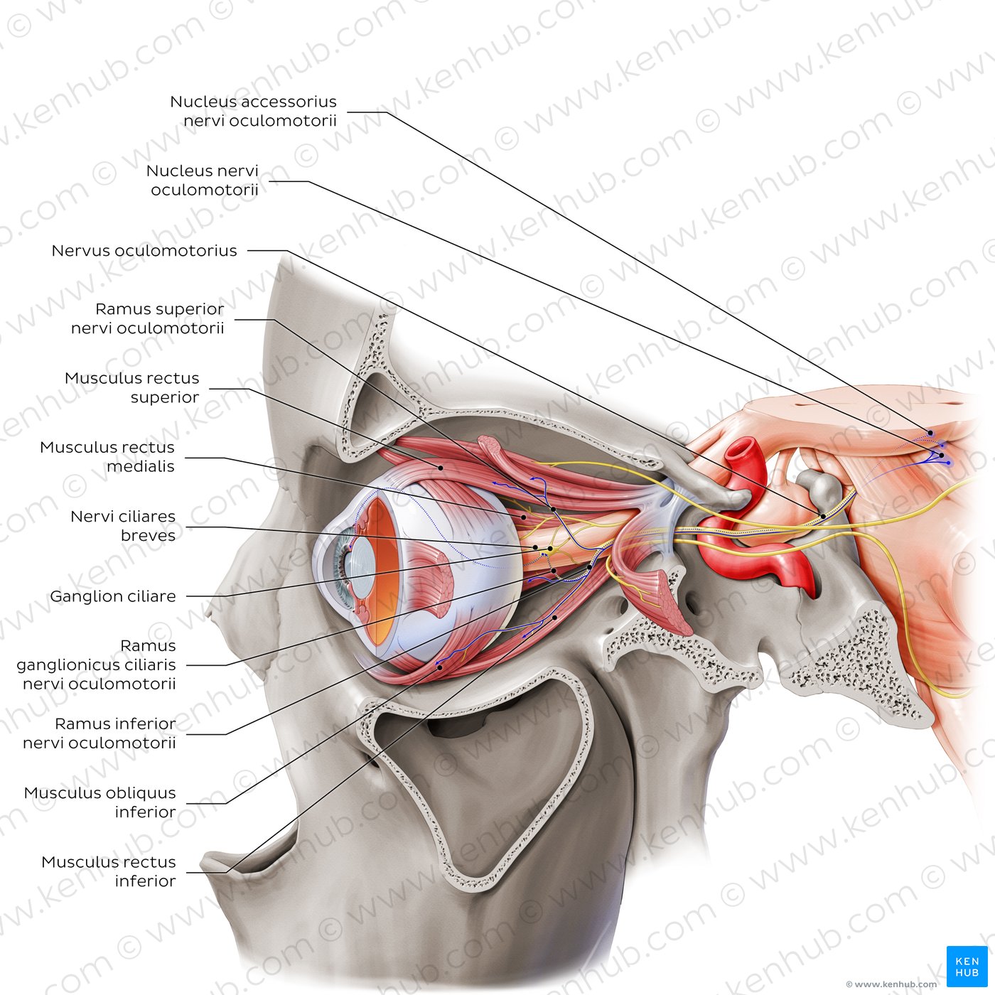 Oculomotor, abducens, and trochlear nerves (lateral-left view)