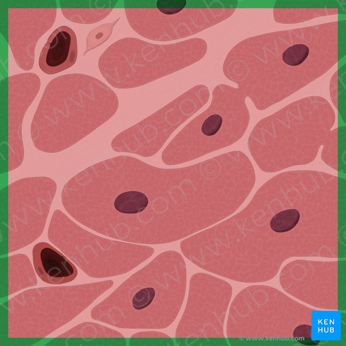 Cardiac muscle (Textus muscularis cardiacus); Image: Tal Bavli Ziv