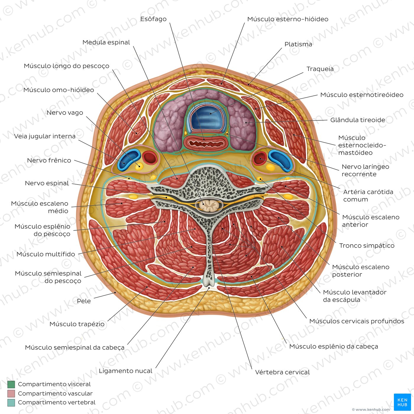 Diagrama da anatomia normal do pescoço