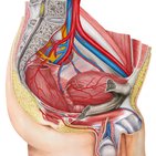 Blood vessels of the abdomen and pelvis