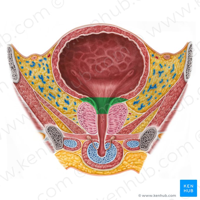 Col de la vessie urinaire (Cervix vesicae urinariae); Image : Irina Münstermann