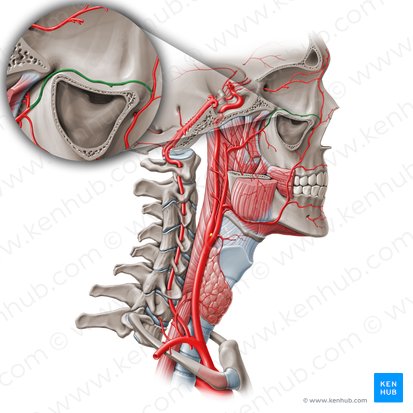 Infraorbital artery (Arteria infraorbitalis); Image: Paul Kim