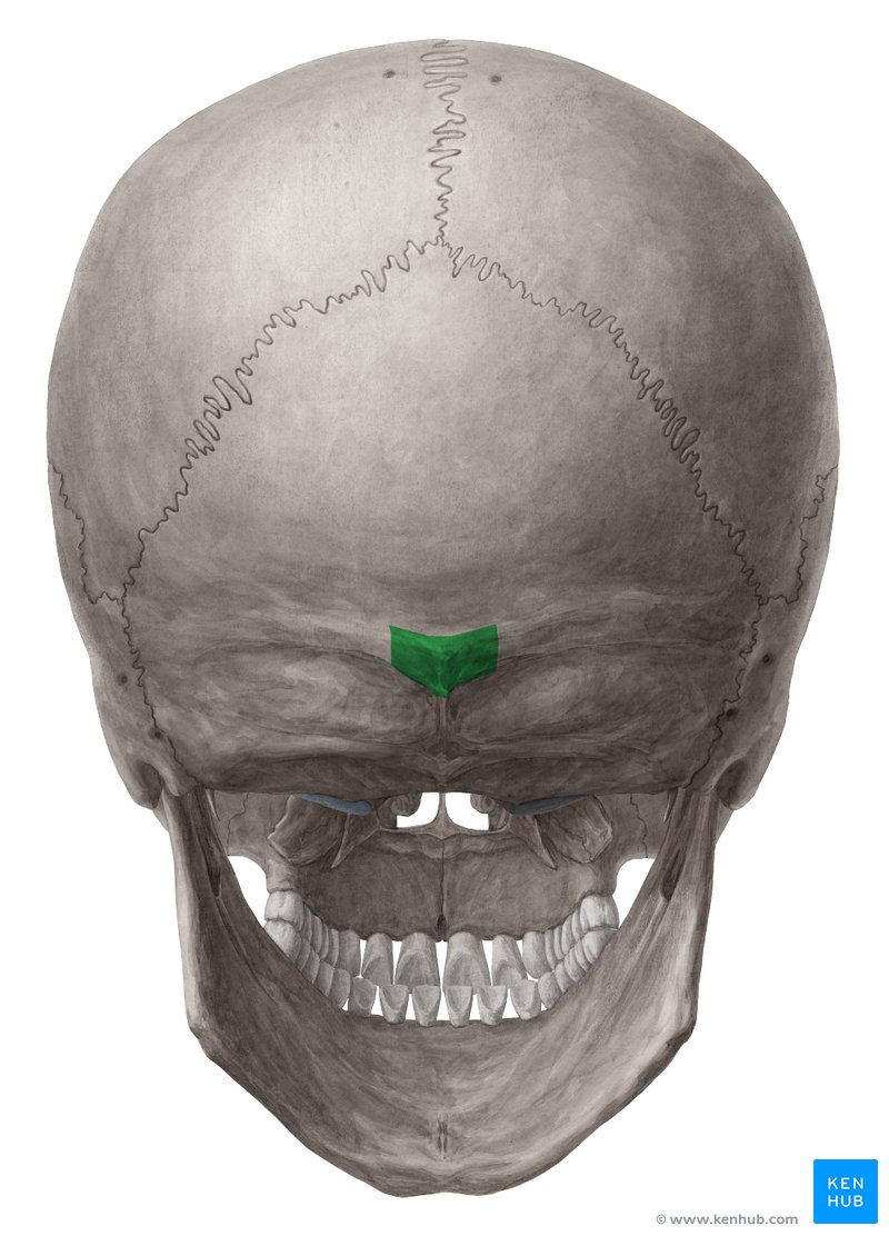 Protuberância occipital externa (verde) - vista posterior