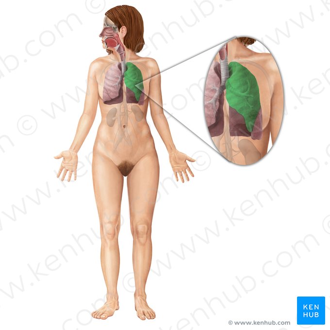 Lóbulo superior del pulmón izquierdo (Lobus superior pulmonis sinistri); Imagen: Begoña Rodriguez