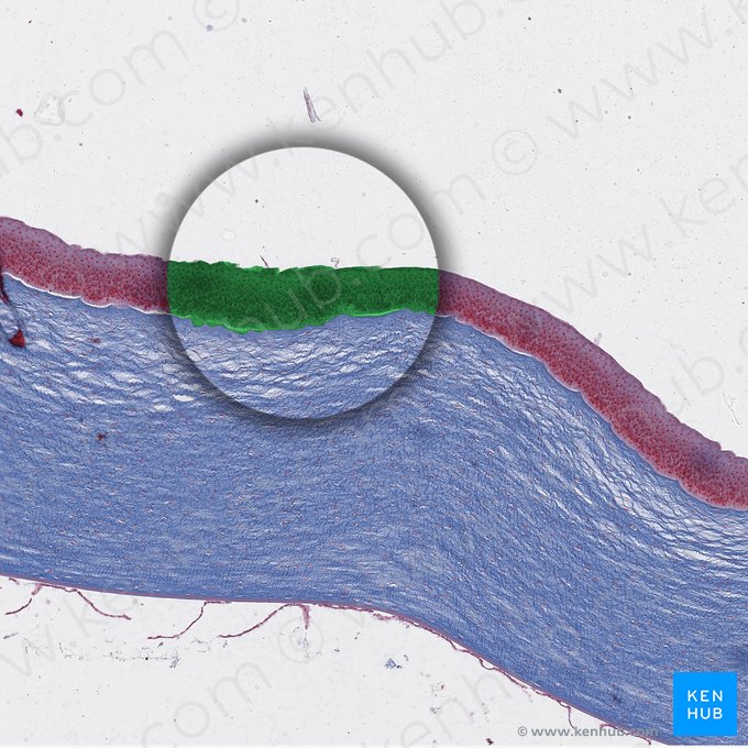 Epitelio de superficie de la córnea; Imagen: 