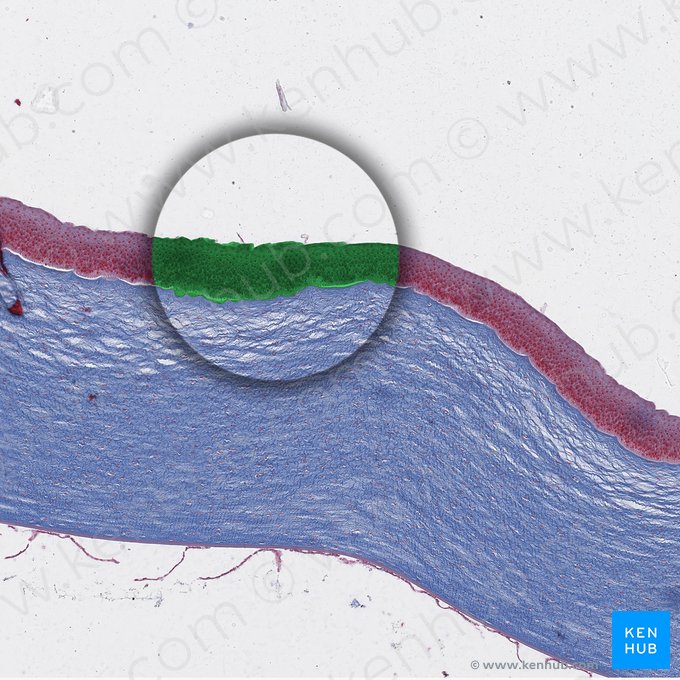 Corneal surface epithelium; Image: 