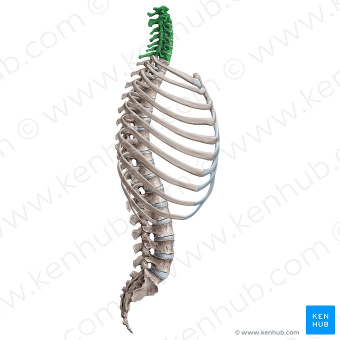 Cervical vertebrae (Vertebrae cervicales); Image: Irina Münstermann