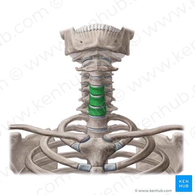 Bodies of vertebrae C5-C7 (Corpora vertebrarum C5-C7); Image: Yousun Koh