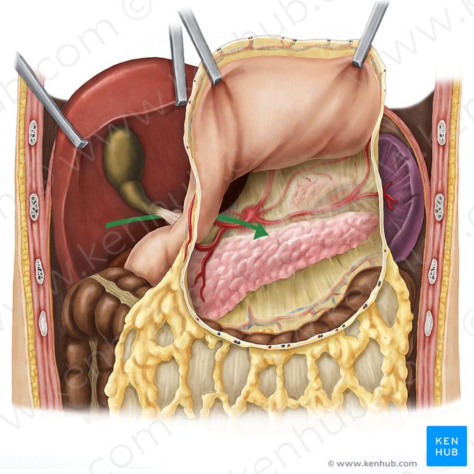 Foramen omental (Foramen omentale); Image : Esther Gollan