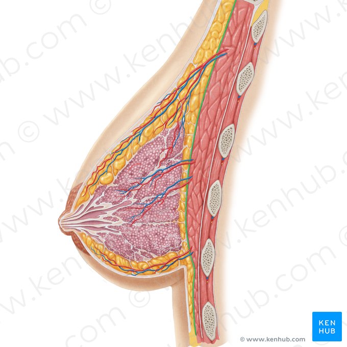 Pectoral fascia (Fascia pectoralis); Image: Samantha Zimmerman