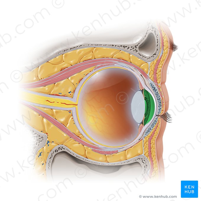 Anterior chamber of eyeball (Camera anterior bulbi oculi); Image: Paul Kim