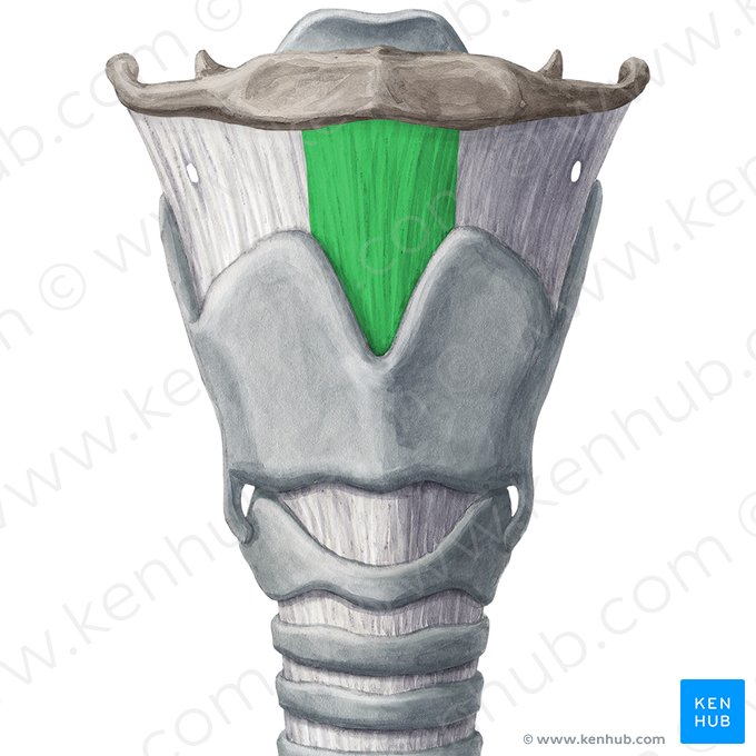 Ligamento tireo-hióideo mediano (Ligamentum thyrohyoideum medianum); Imagem: Yousun Koh