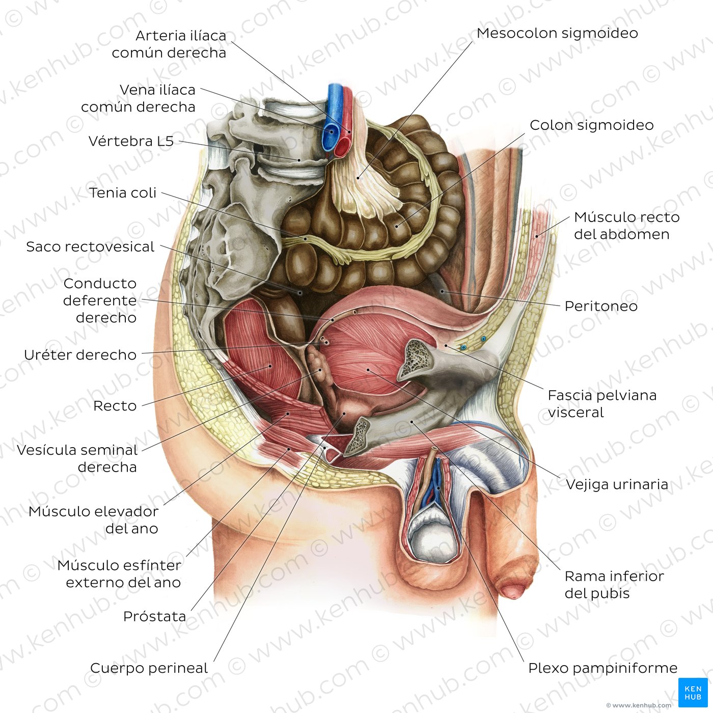 Órganos de la pelvis masculina y periné