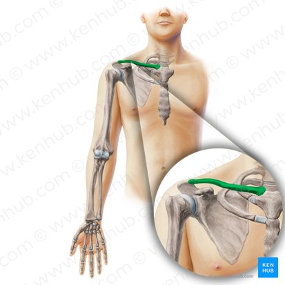 Anterior muscles of the shoulder girdle and arm