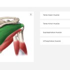 Les quiz d’anatomie : votre secret pour réussir