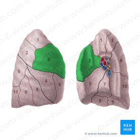 Segmento anterior do pulmão direito (Segmentum anterius pulmonis dextri); Imagem: Paul Kim