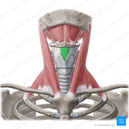 Ligamento tireo-hióideo mediano (Ligamentum thyrohyoideum medianum); Imagem: Yousun Koh