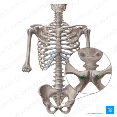 Pubic tubercle (Tuberculum pubicum); Image: Irina Münstermann