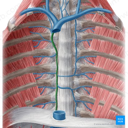 Azygos vein (Vena azygos); Image: Yousun Koh