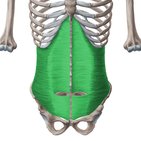 Transversus abdominis muscle