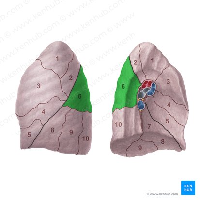 Segmento superior do pulmão esquerdo (Segmentum superius pulmonis sinistri); Imagem: Paul Kim
