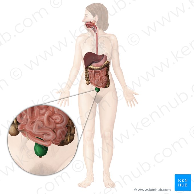 Reto (Rectum); Imagem: Begoña Rodriguez