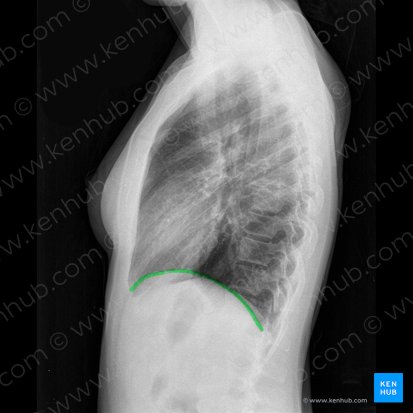 Hemidiafragma derecho (Hemidiaphragma dexter); Imagen: 