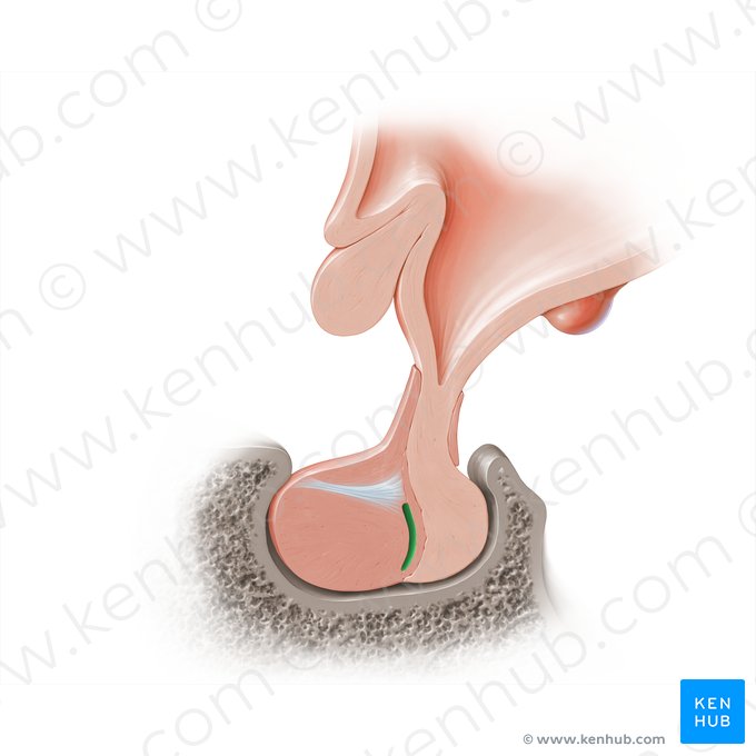 Hypophyseal cleft (Fissura hypophysialis); Image: Paul Kim