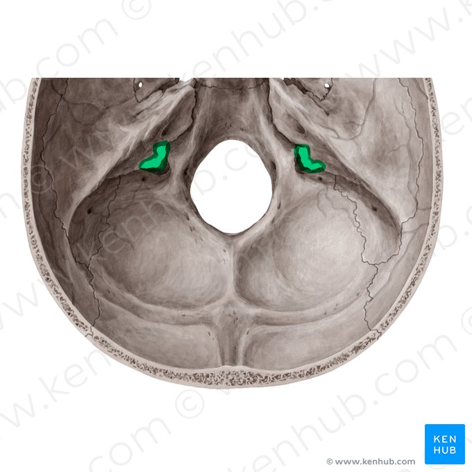 Jugular foramen (Foramen jugulare); Image: Yousun Koh