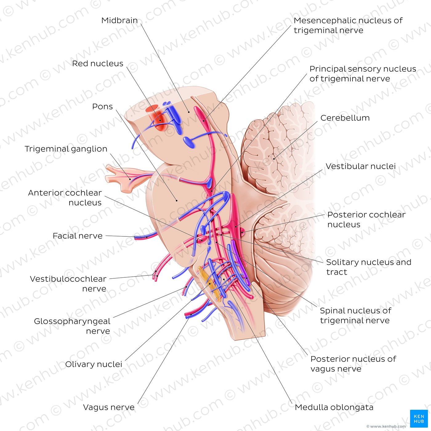 Cranial nerve nuclei - sagittal view (afferent)