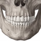 Anatomy of the tooth